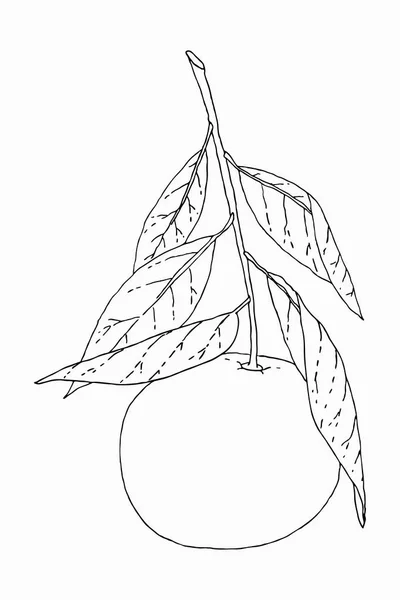 Мандаринная фруктовая иллюстрация — стоковый вектор