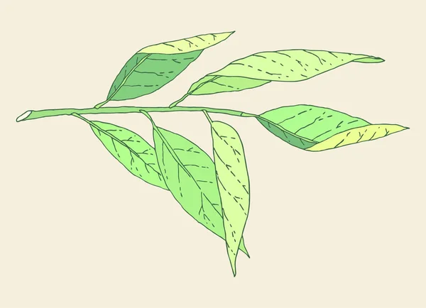Ilustración rama árbol — Vector de stock
