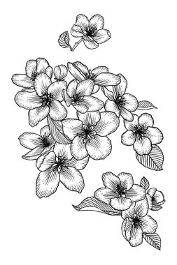 Çiçekaçan elma ağacı çiçekleri el çizilmiş illüstrasyon