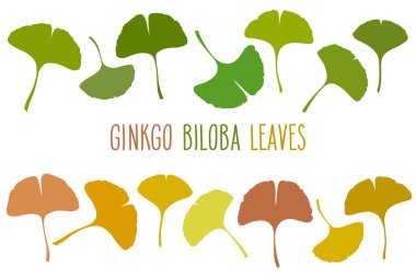 Mevsimlik Ginkgo veya Gingko Biloba yaprakları. Doğa botanik vektör illüstrasyonu, bitkisel tıp grafiği beyaz üzerine izole edilmiş.