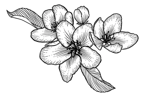 Flores Manzano Florecientes Ilustración Vectorial Blanco Negro Aislada Sobre Blanco — Vector de stock
