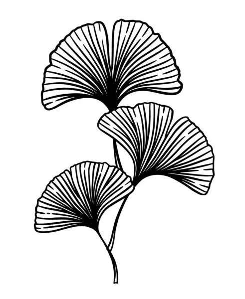 Ginkgo Gingko Biloba Ramo Natureza Vetor Botânico Gravura Ilustração Medicina — Vetor de Stock