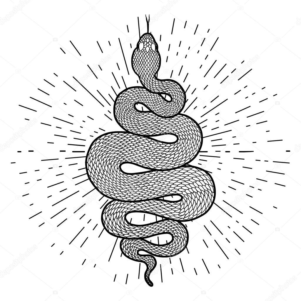 Coiled snake with rays of light detailed illustration. Tribal serpent in black isolated over white background. Vector tattoo design.
