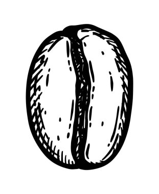 Kavrulmuş kahve çekirdeği, kafein sembolü. Beyaz arkaplan üzerinde siyah izole elle çizilmiş grafik vektör çizimi.