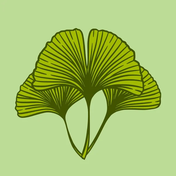 Зеленый Гинкго Гинкко Билоба Уходит Природа Ботаническая Векторная Иллюстрация Травяная — стоковый вектор