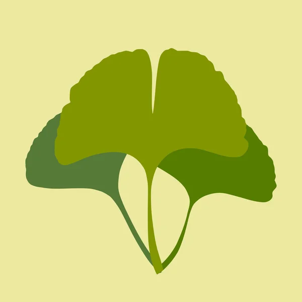 Groene Ginkgo Gingko Biloba Bladeren Natuur Botanische Vector Silhouet Illustratie — Stockvector