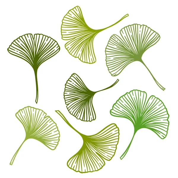 銀杏や銀杏のビロバがセットされた葉 自然の植物ベクトル図 白の上に隔離された緑の漢方薬のグラフィック — ストックベクタ