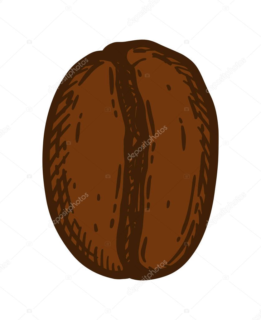 Dark roasted coffee bean, caffeine symbol. Hand drawn graphic vector illustration isolated on white background.