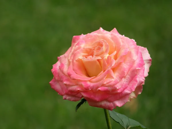 Rose bloem. mooi beeld — Stockfoto