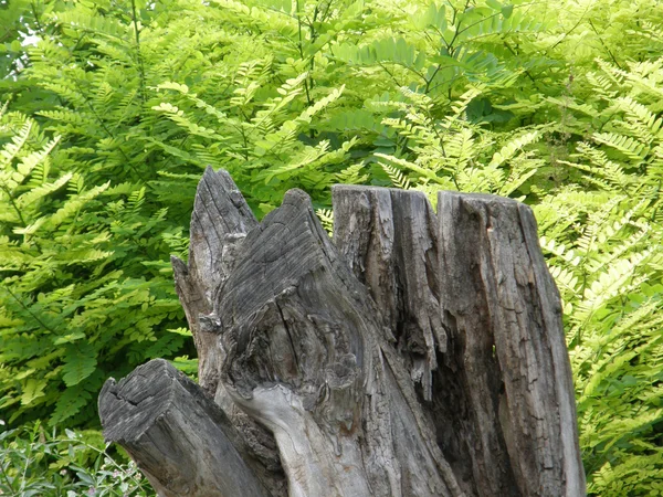 Velho tronco de árvore na floresta — Fotografia de Stock