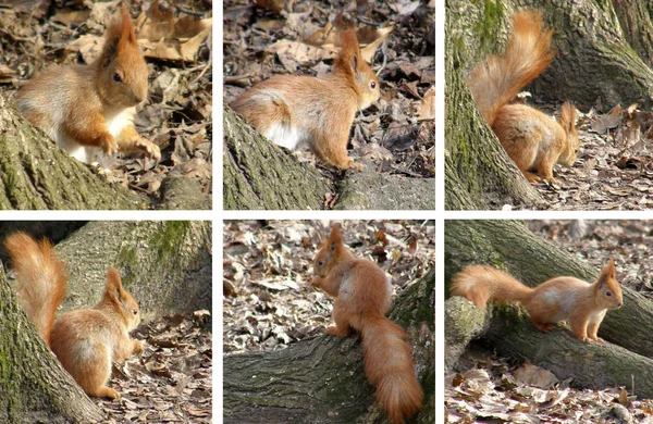 Wiewiórka w lesie. — Zdjęcie stockowe