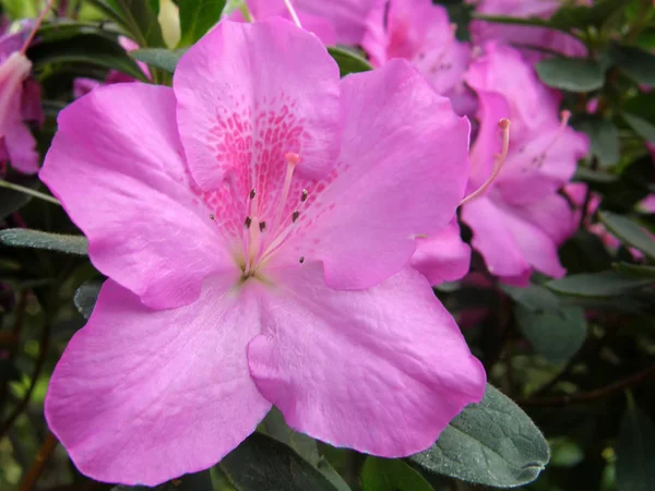 Rhododendron. belles fleurs . — Photo