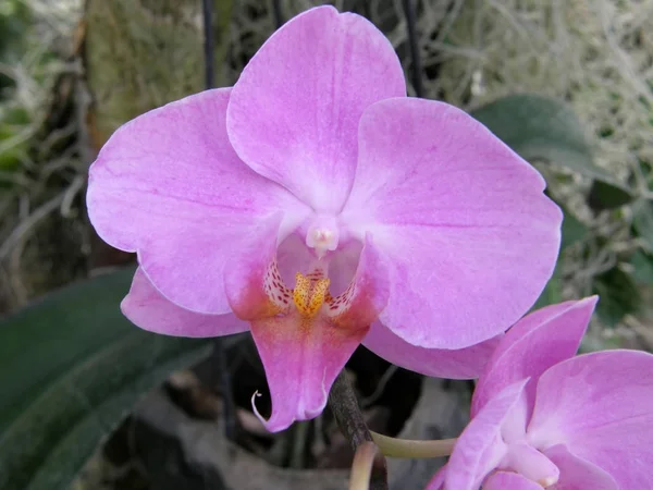 Orkidéer. Mycket vackra blommor. — Stockfoto