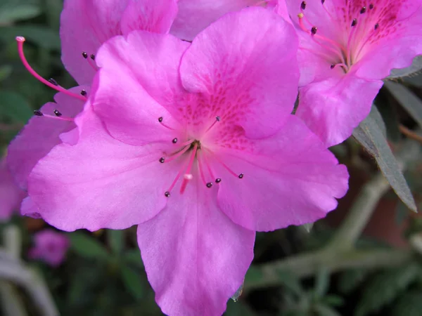 Рододендрон. красиві квіти . — стокове фото