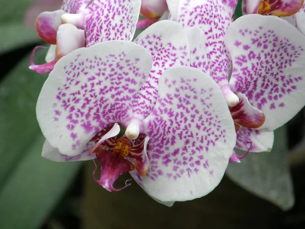 Orkidéer. Mycket vackra blommor. — Stockfoto