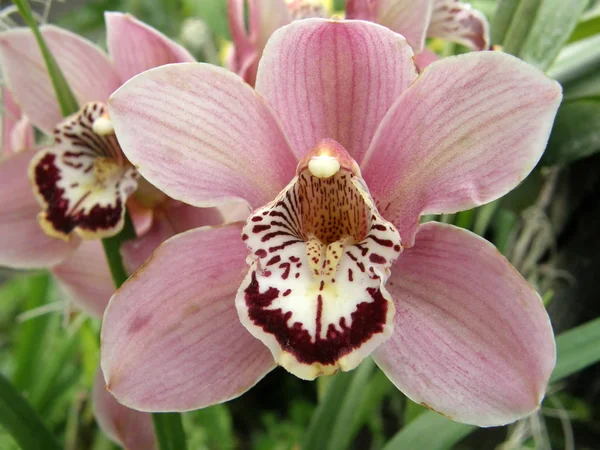 Orkide. Çok güzel çiçekler. — Stok fotoğraf