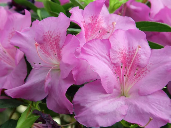 Rhododendron. belles fleurs . — Photo