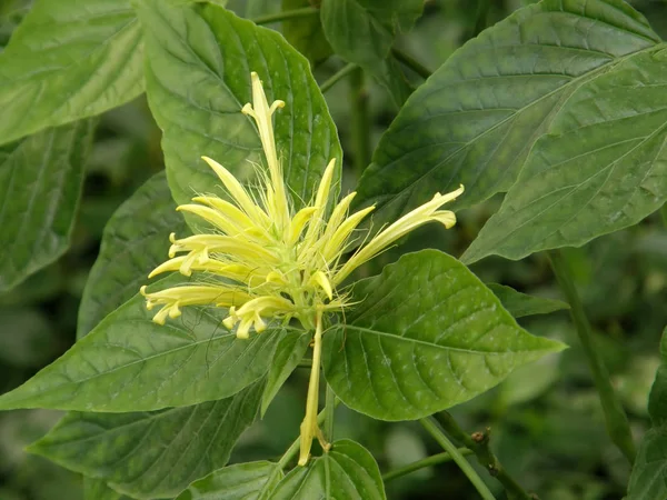 Mycket vackra tropiska blommor. — Stockfoto