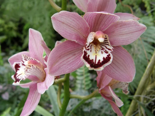 Orkidéer. Mycket vackra blommor. — Stockfoto