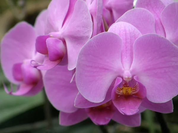 Orkide. Çok güzel çiçekler. — Stok fotoğraf