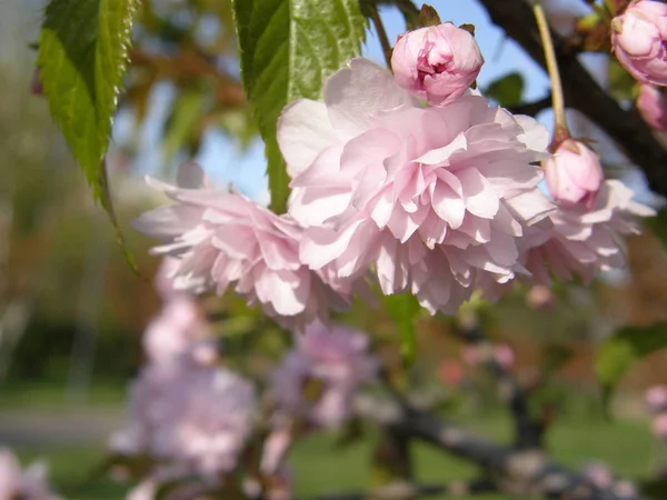 Piękny sakura na wiosnę. — Zdjęcie stockowe