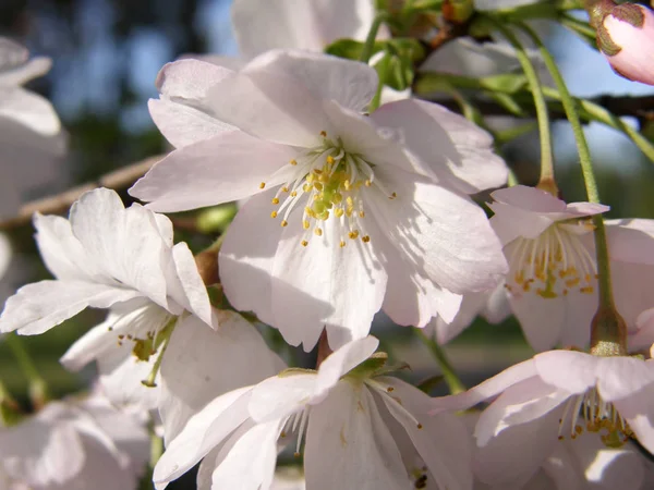 Piękny sakura na wiosnę. — Zdjęcie stockowe