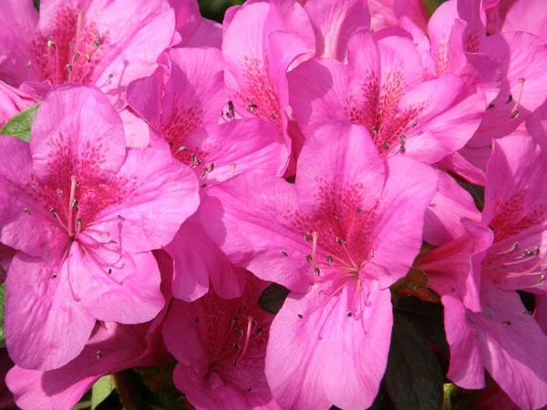 Rhododendron. belles fleurs . — Photo