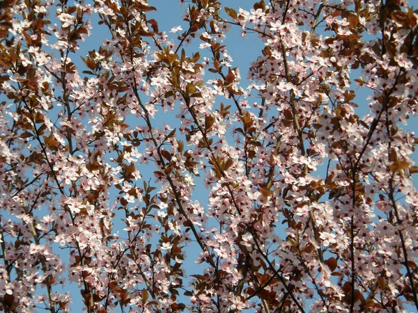 春に桜. — ストック写真