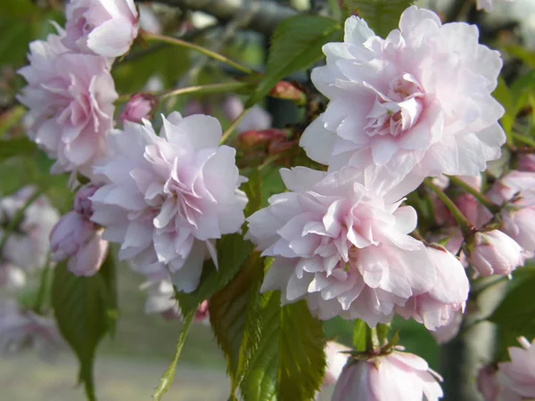 Bella sakura in primavera . — Foto Stock