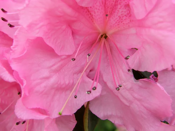 Rhododendron. belles fleurs . — Photo