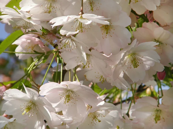 Piękny sakura na wiosnę. — Zdjęcie stockowe