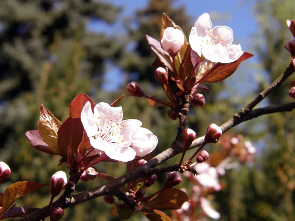 Hermosa sakura en la primavera . — Foto de Stock