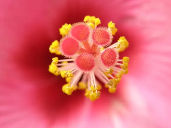 Erittäin kauniita trooppisia kukkia . — kuvapankkivalokuva