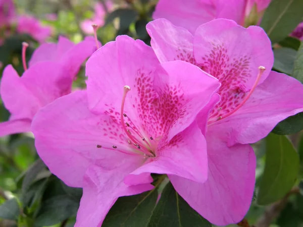 Rododendro. bellissimi fiori . — Foto Stock