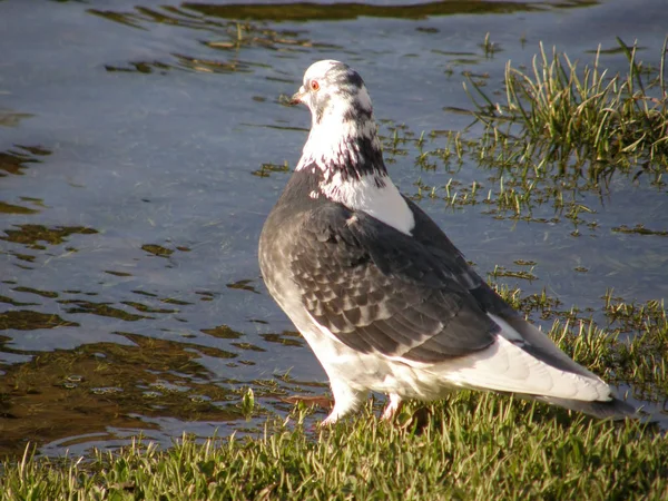 Paloma paloma. hermoso pájaro . — Foto de Stock