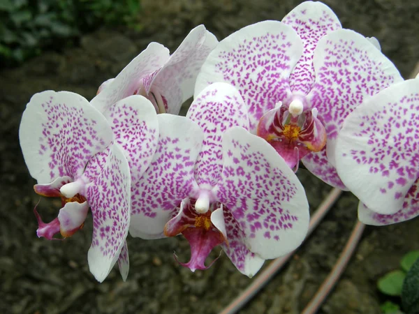 Orchideje. Velmi krásné květiny. Stock Fotografie
