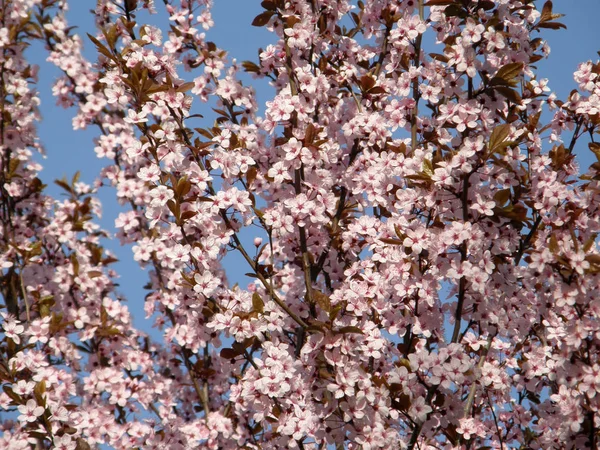 Bela sakura na primavera . Fotografia De Stock