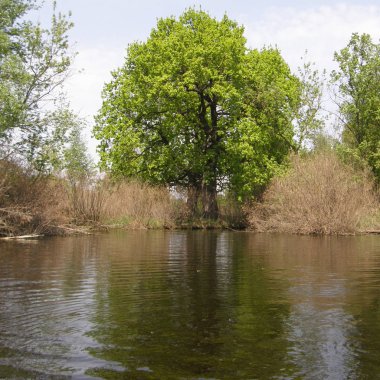 Nehir ve ağaçlar bahar.