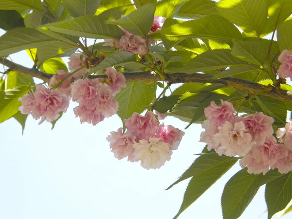 Bahar güzel sakura. — Stok fotoğraf