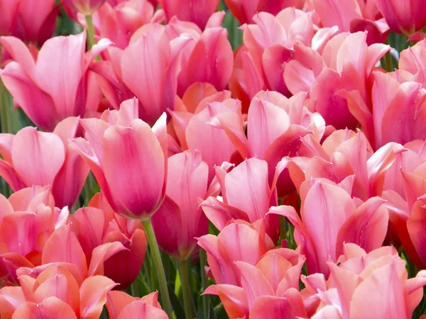 Bloemen. Lente tulpen. — Stockfoto