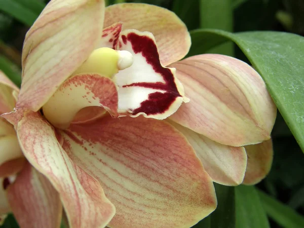 Orkidéer. Mycket vackra blommor. — Stockfoto