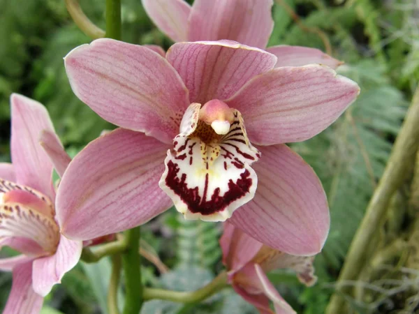 Orkidéer. Mycket vackra blommor. — Stockfoto