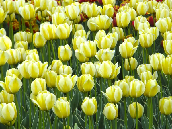 Bloemen. Lente tulpen. — Stockfoto