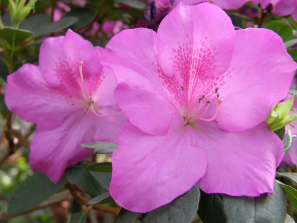 Rhododendron. belles fleurs . — Photo