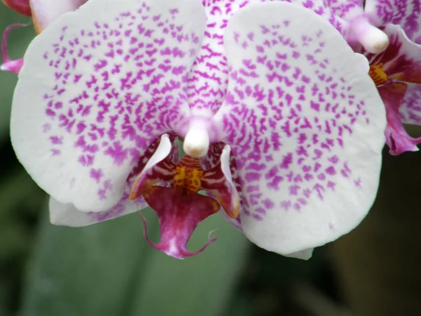 Orkidéer. Mycket vackra blommor. — Stockfoto