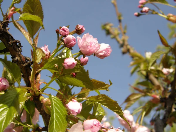 Piękny sakura na wiosnę. — Zdjęcie stockowe