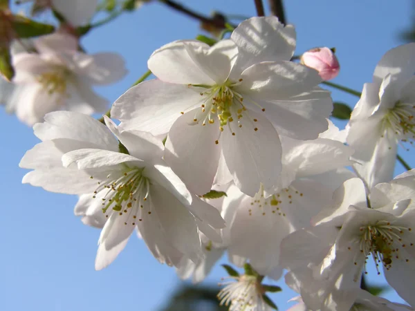 Piękny sakura na wiosnę. — Zdjęcie stockowe