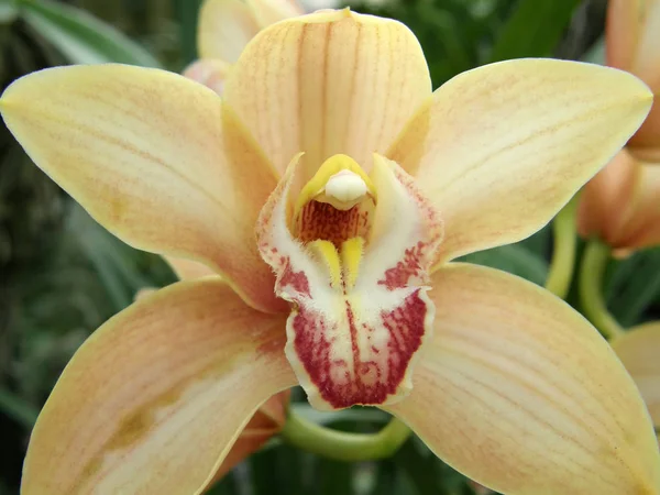 Orkidéer. vackra tropiska blommor. — Stockfoto