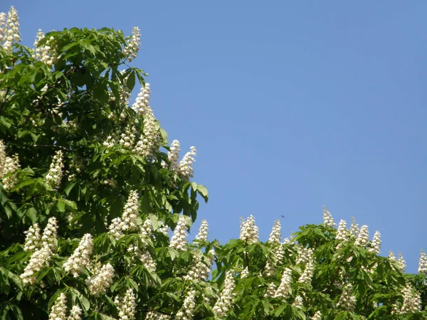 Blommor av kastanjer. — Stockfoto