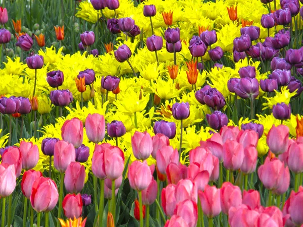 Bloemen. Lente tulpen. — Stockfoto